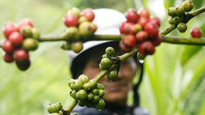 A coffee farmer inspects berries at a plantation in Vietnam's central highland province of Lam Dong. Dubai Chambers has identified coffee as a key export sector