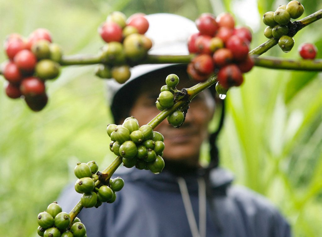 A coffee farmer inspects berries at a plantation in Vietnam's central highland province of Lam Dong. Dubai Chambers has identified coffee as a key export sector