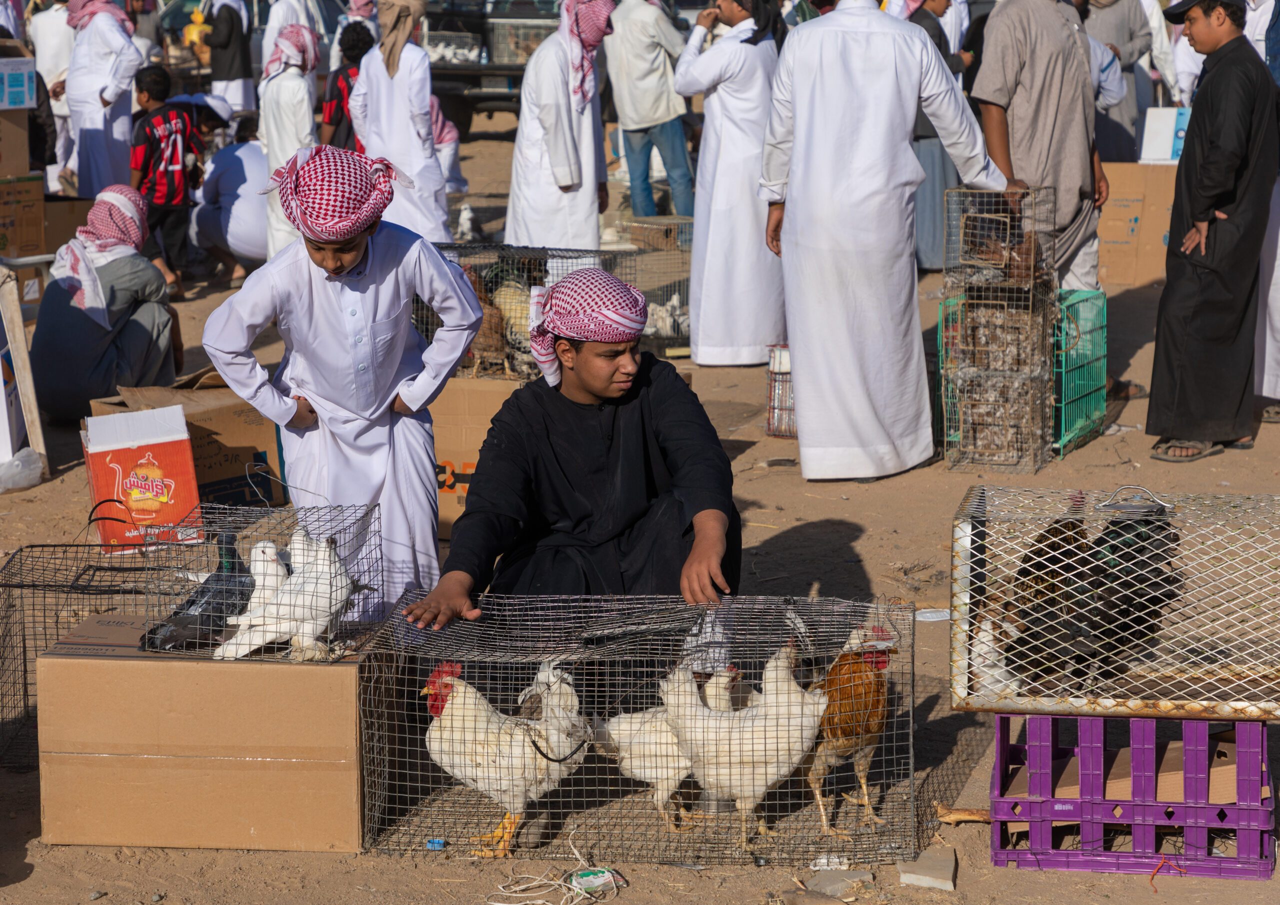 Poultry Saudi Arabia