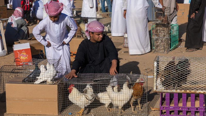 Poultry Saudi Arabia