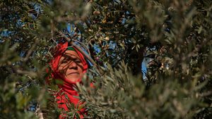 An olive harvester at work in Gafsa, Tunisia. Exports to the EU are expected to increase this year