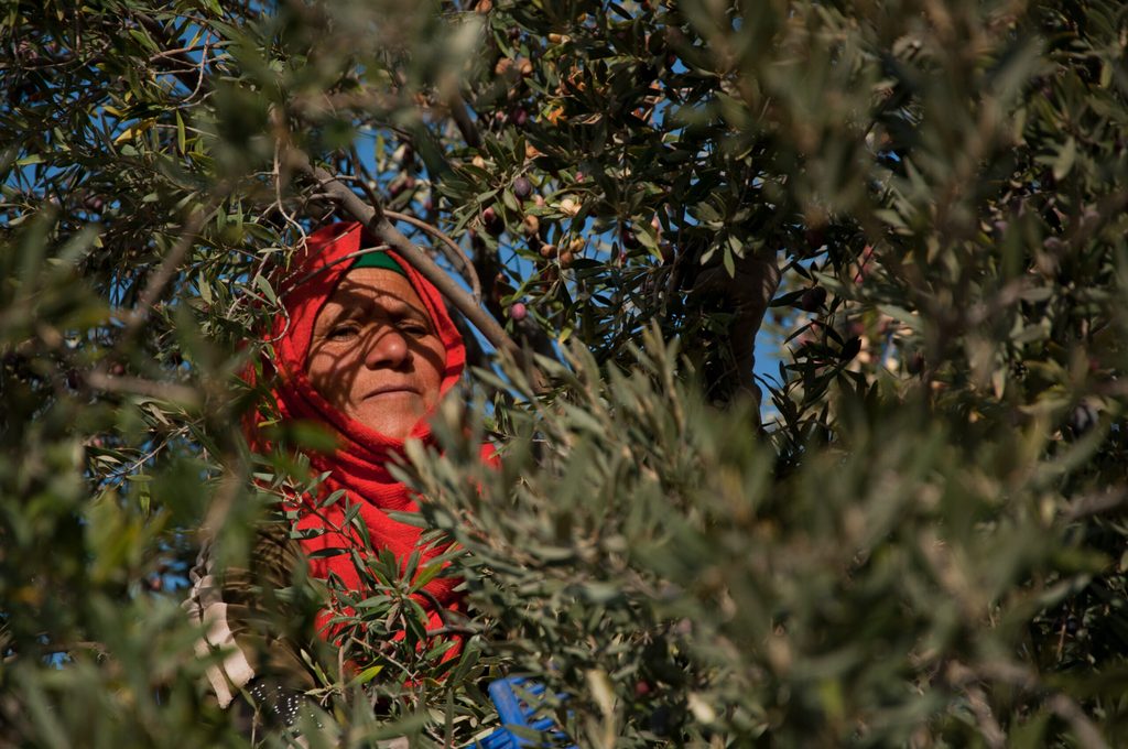 An olive harvester at work in Gafsa, Tunisia. Exports to the EU are expected to increase this year