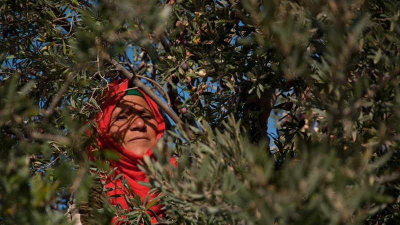 An olive harvester at work in Gafsa, Tunisia. Exports to the EU are expected to increase this year