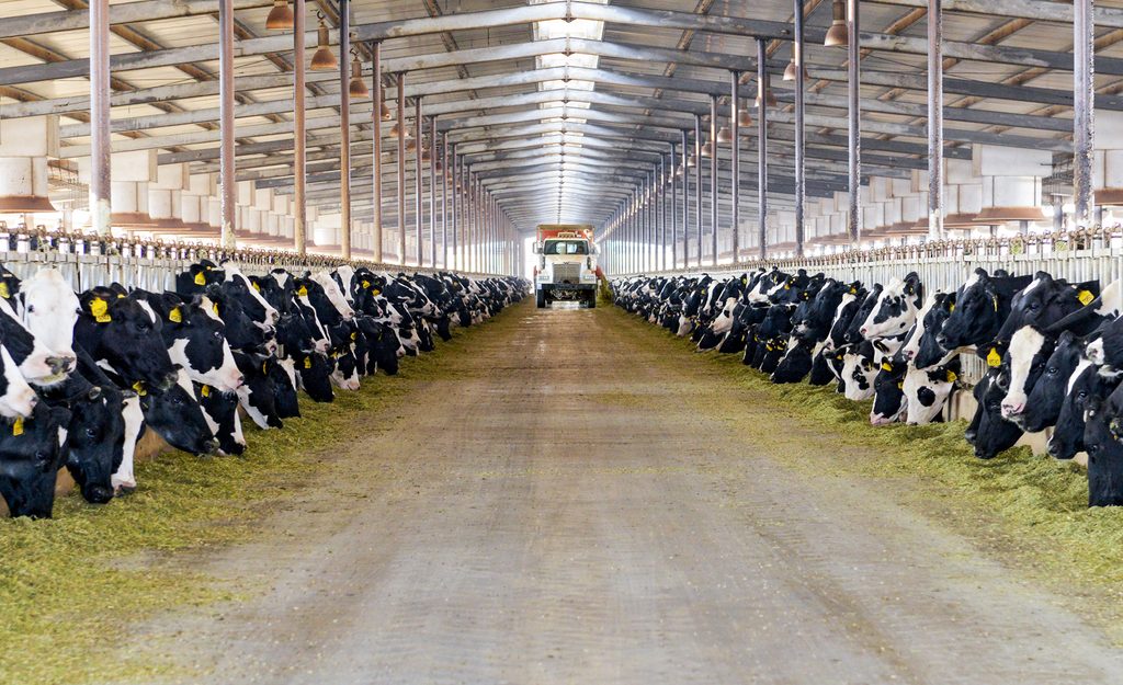 A Nadec cowshed. Its 92,000 cows produce 150,000 tons of bio-waste every year