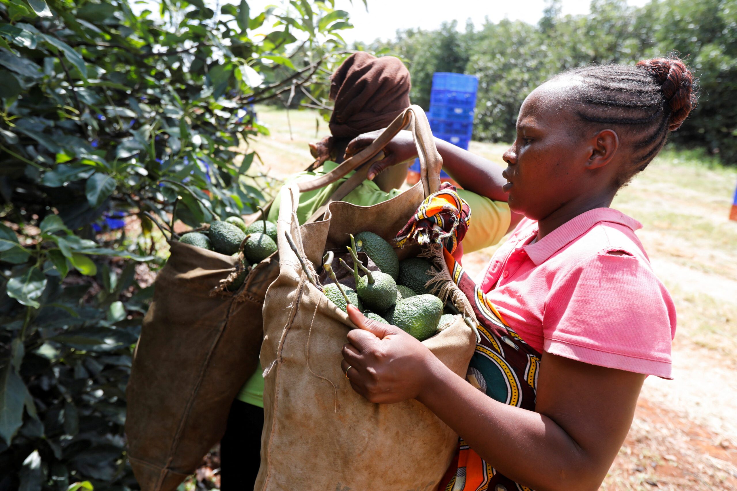 Angola UAE agricultural deal