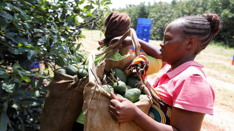 Angola UAE agricultural deal