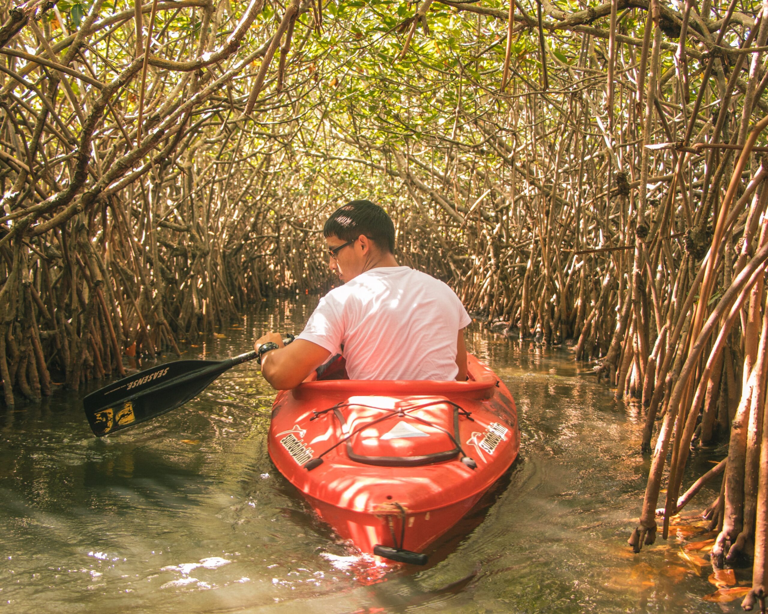 Mangrove