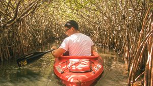 Mangrove