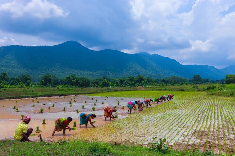 Workers in rice field