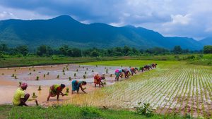 Workers in rice field