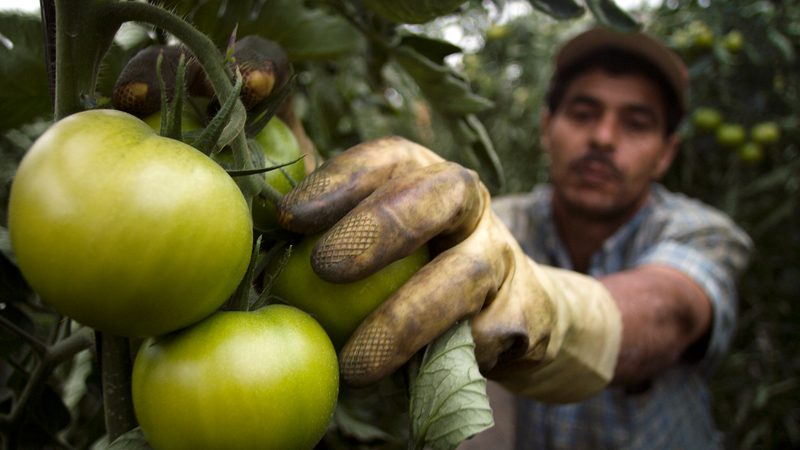 UAE greenhouse project targets tomatoes and cucumbers