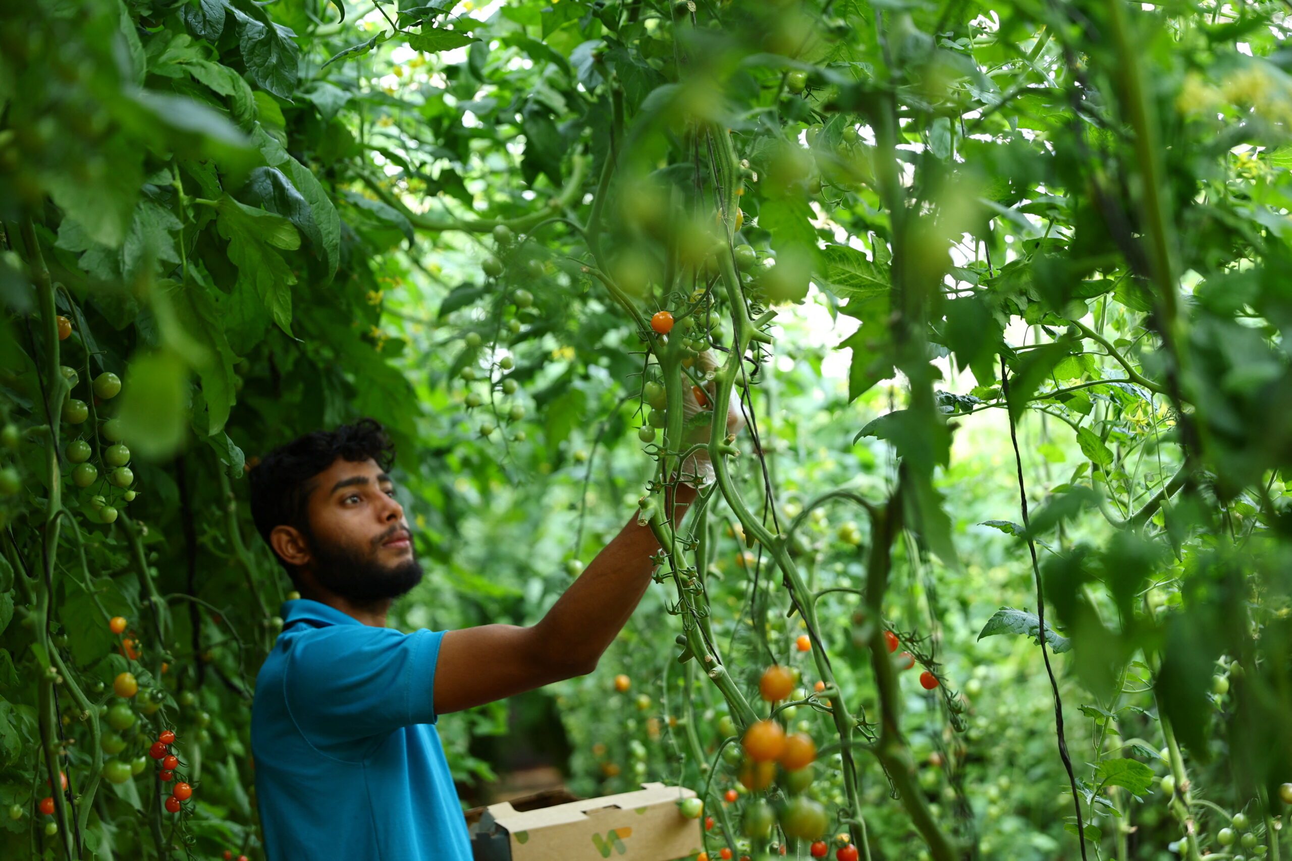 AAAID aims to support Egypt's efforts to increase agricultural productivity and achieve food security