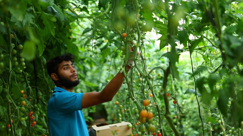 AAAID aims to support Egypt's efforts to increase agricultural productivity and achieve food security