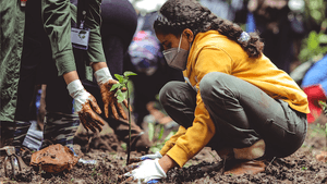 tree plantation