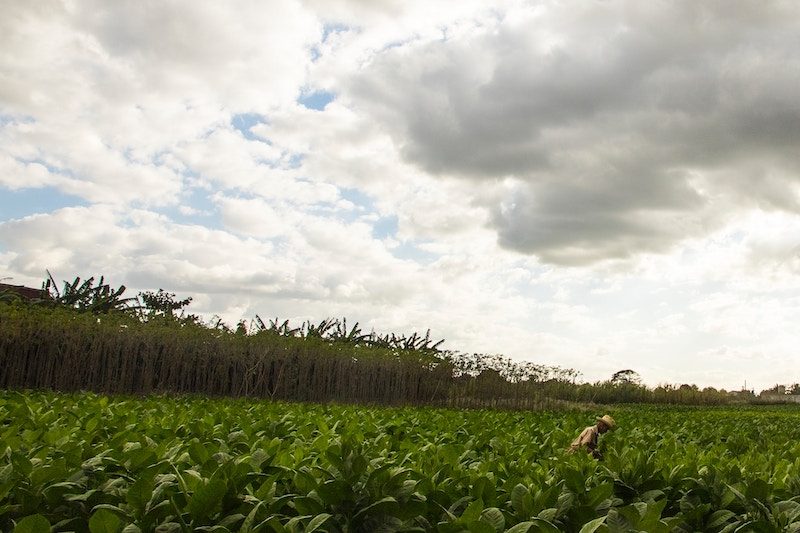 Egypt tobacco