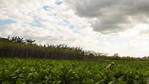 Egypt tobacco
