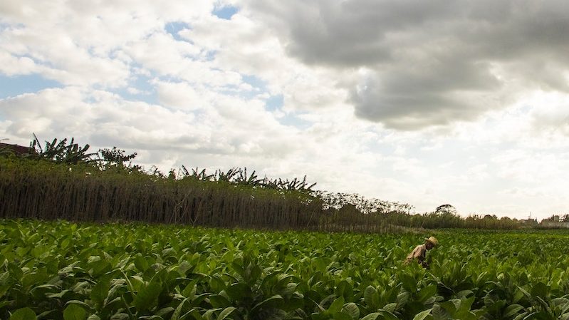 Egypt tobacco