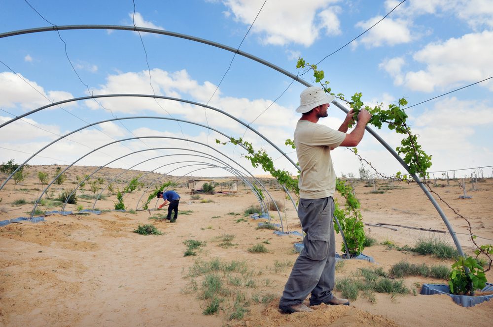 Desert farming