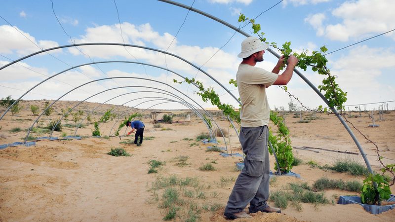 Desert farming