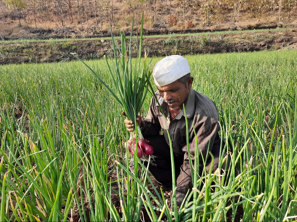 India's onion harvest was hit by poor rainfall, so its government moved to protect domestic supply