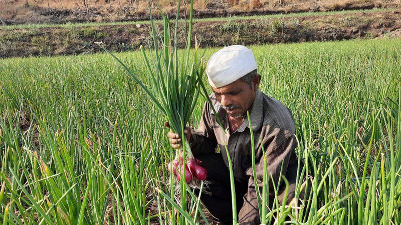 India's onion harvest was hit by poor rainfall, so its government moved to protect domestic supply