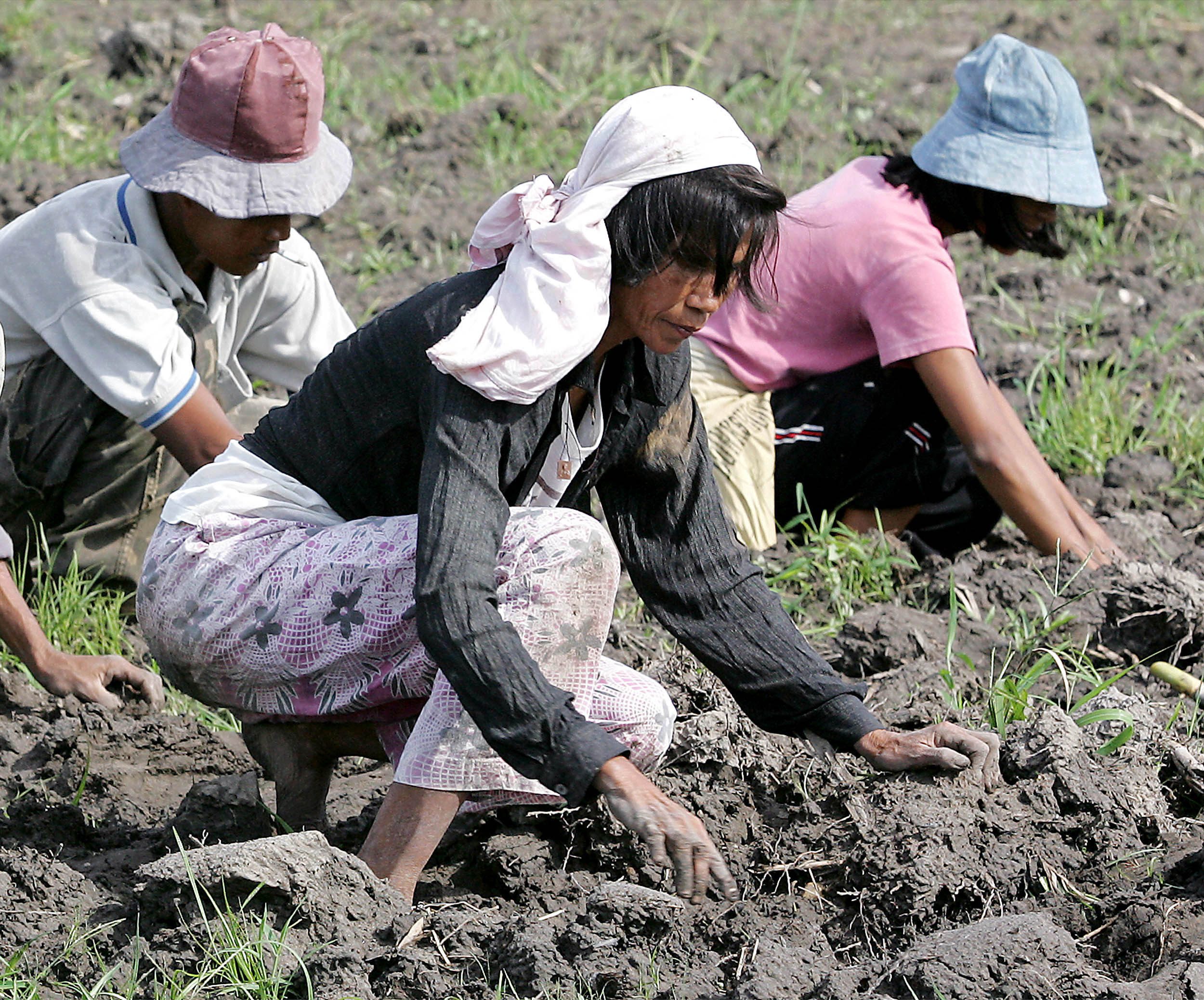 Sugar cane workers in the Philippines