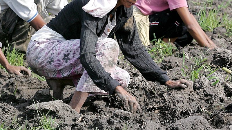 Sugar cane workers in the Philippines