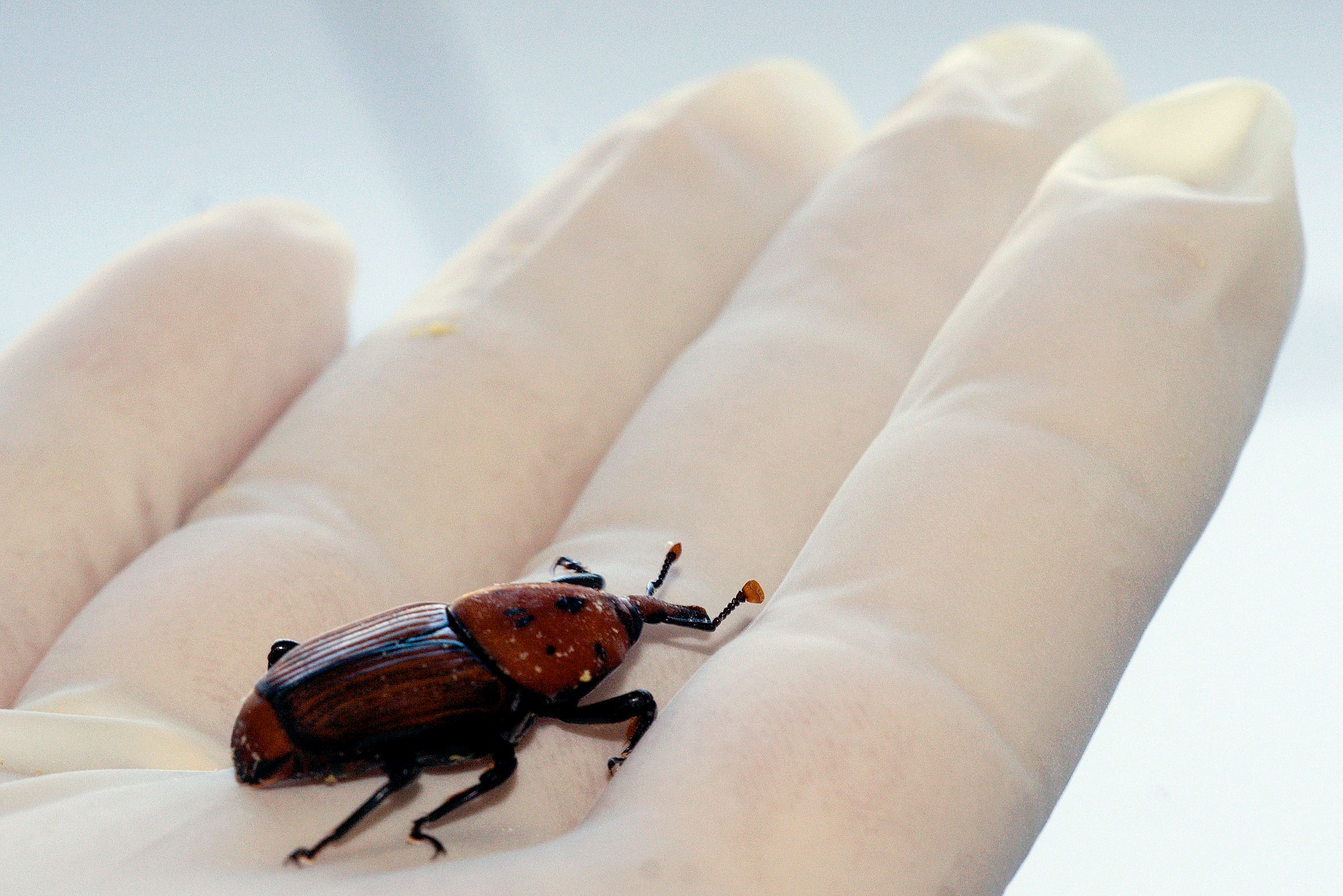 Red palm weevil food security