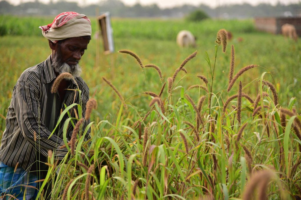 Foxtail millet could help Gulf food security