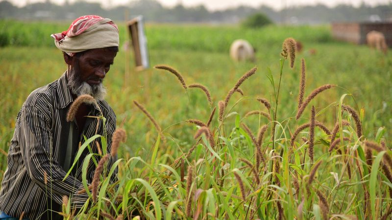 Foxtail millet could help Gulf food security
