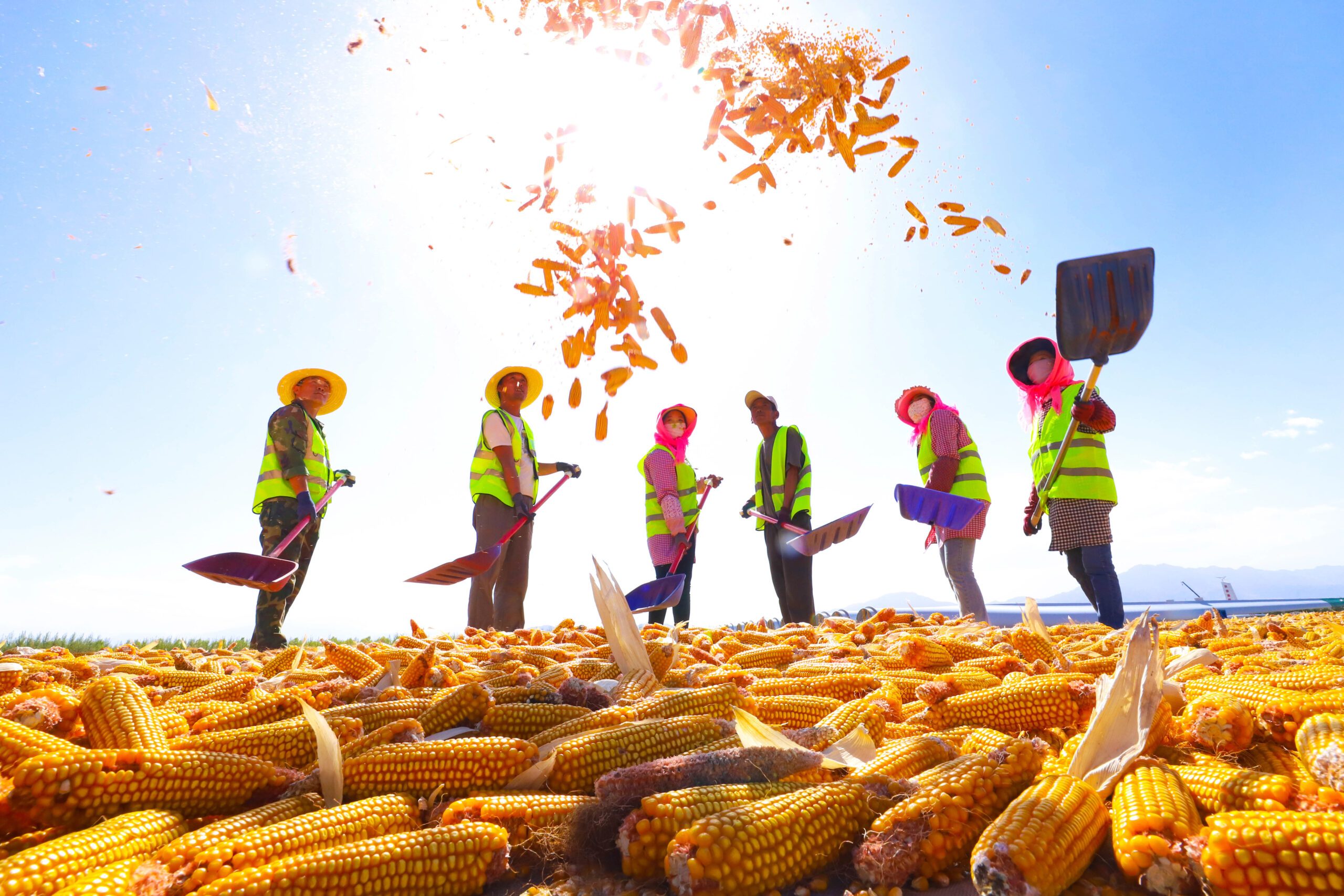 Corn harvest season in Zhangye, Gansu Province. China has trained 10,000 agricultural officials and staff from 22 Arab League member countries