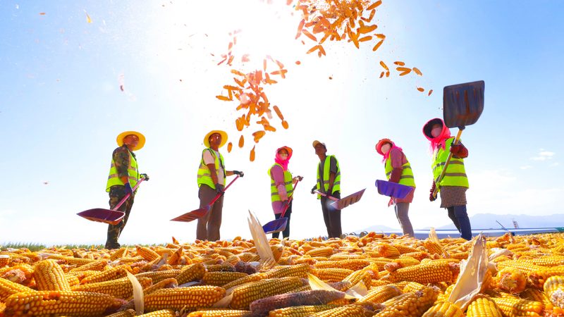Corn harvest season in Zhangye, Gansu Province. China has trained 10,000 agricultural officials and staff from 22 Arab League member countries