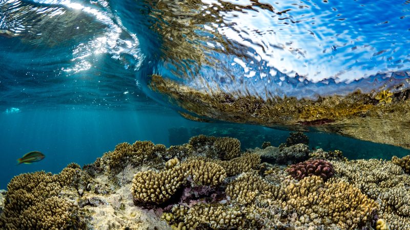 Red Sea global coral reef