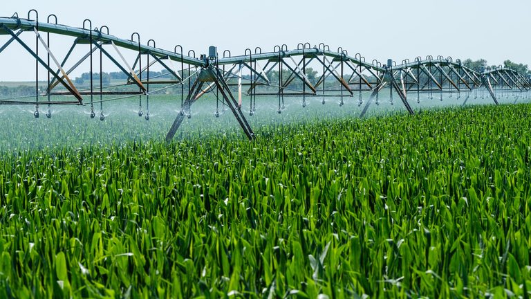 A crop irrigation rig spraying corn