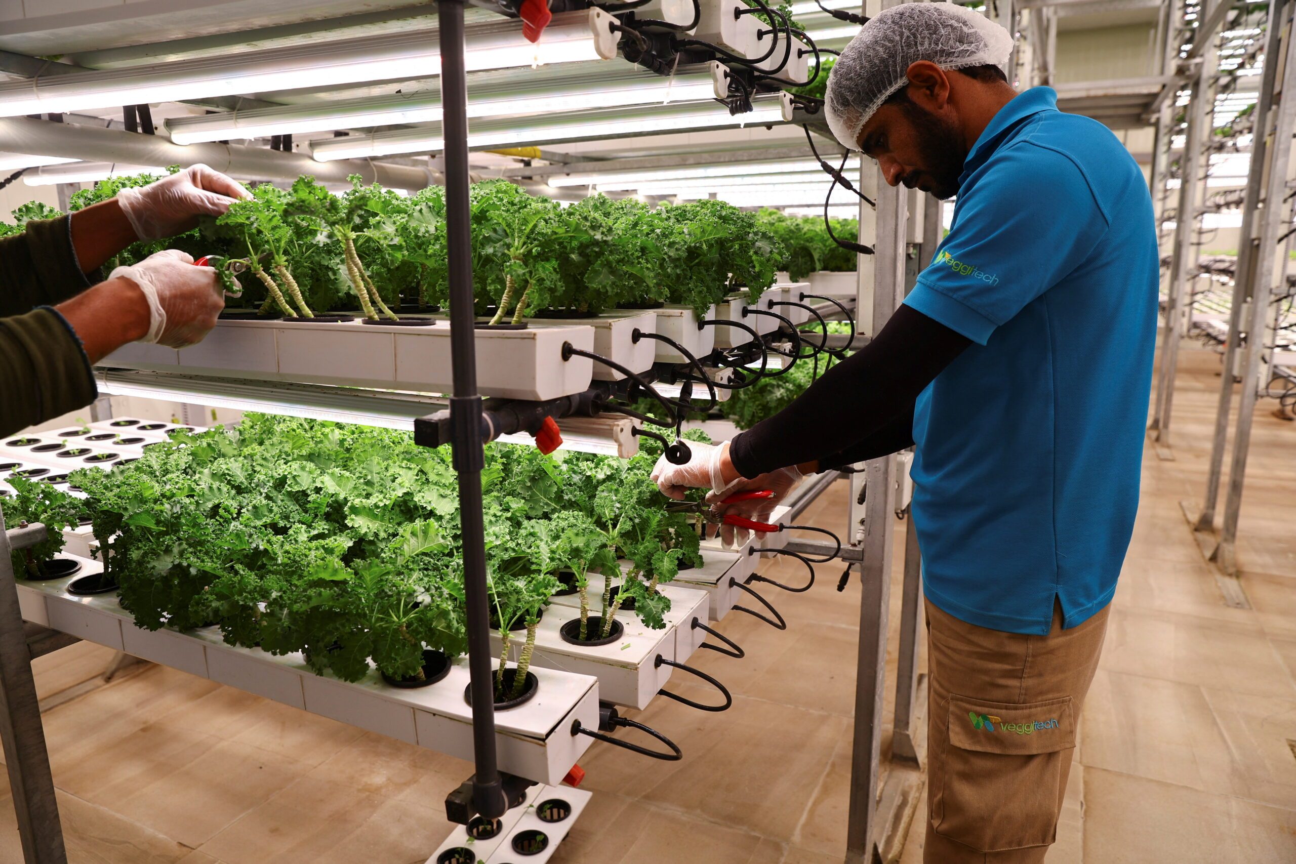 Workers harvest baby kale grown at the vertical nutrient film technique (NFT) system at Veggitech, a start-up farm, that produces all year-round crops using smart and sustainable farming technologies in the middle of UAE's Sharjah desert, in Sharjah, United Arab Emirates,