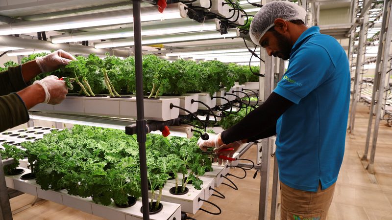 Workers harvest baby kale grown at the vertical nutrient film technique (NFT) system at Veggitech, a start-up farm, that produces all year-round crops using smart and sustainable farming technologies in the middle of UAE's Sharjah desert, in Sharjah, United Arab Emirates,