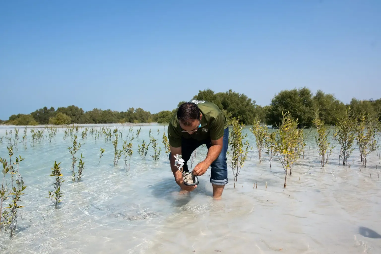 UAE mangrove project Abu Dhabi