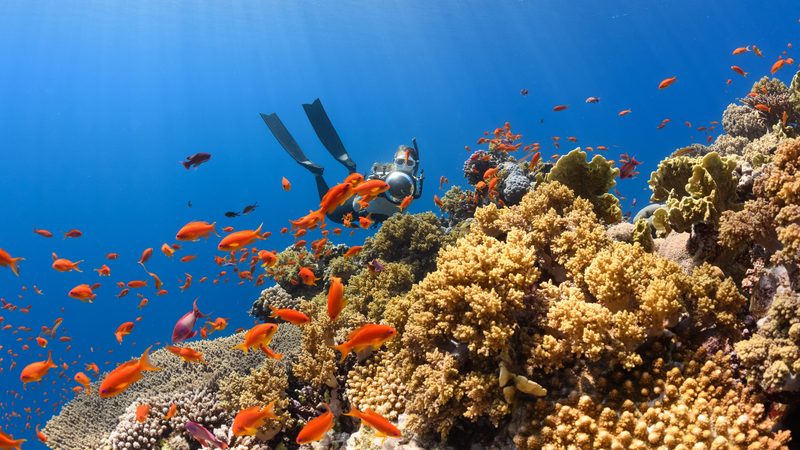 Underwater ocean Neom $72bn plan for ocean conservation