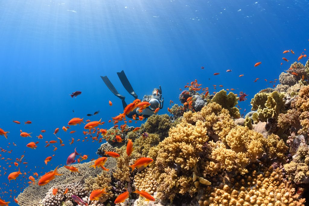 Underwater ocean Neom $72bn plan for ocean conservation