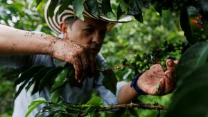 A Colombian grower picks coffee fruits at a plantation in Pueblorrico. Only Brazil and Vietnam produce more coffee
