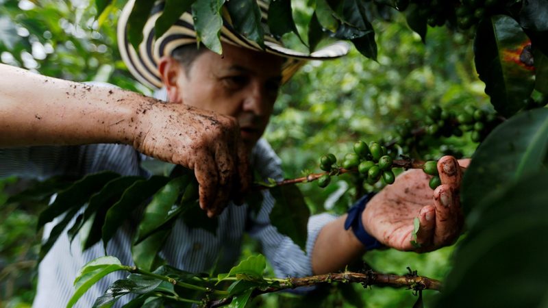 A Colombian grower picks coffee fruits at a plantation in Pueblorrico. Only Brazil and Vietnam produce more coffee
