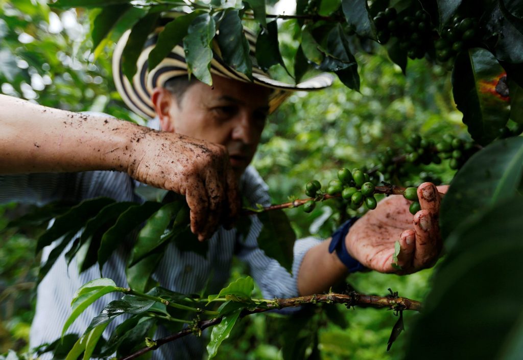 A Colombian grower picks coffee fruits at a plantation in Pueblorrico. Only Brazil and Vietnam produce more coffee