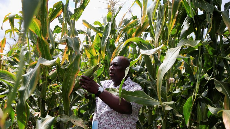 A Zimbabwean farmer inspects his maize crop. Agricultural trade is growing as the UAE diversifies its food sources