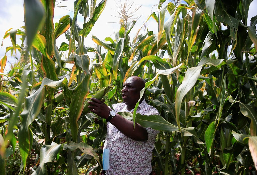 A Zimbabwean farmer inspects his maize crop. Agricultural trade is growing as the UAE diversifies its food sources