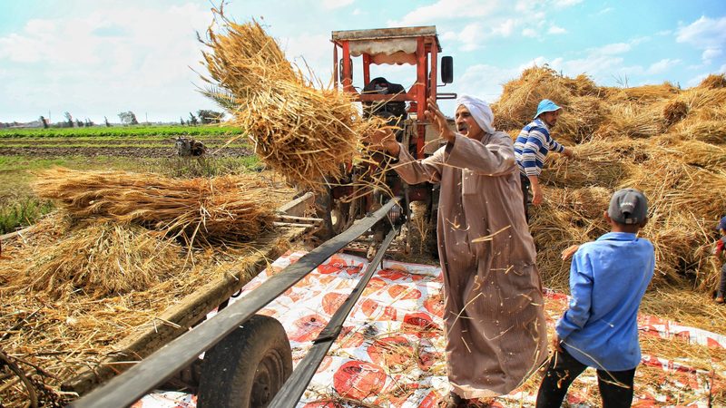 Harvesting wheat in Sharkia, Egypt. The Opec Fund is backing food security projects in Egypt and Jordan – both big importers of grain
