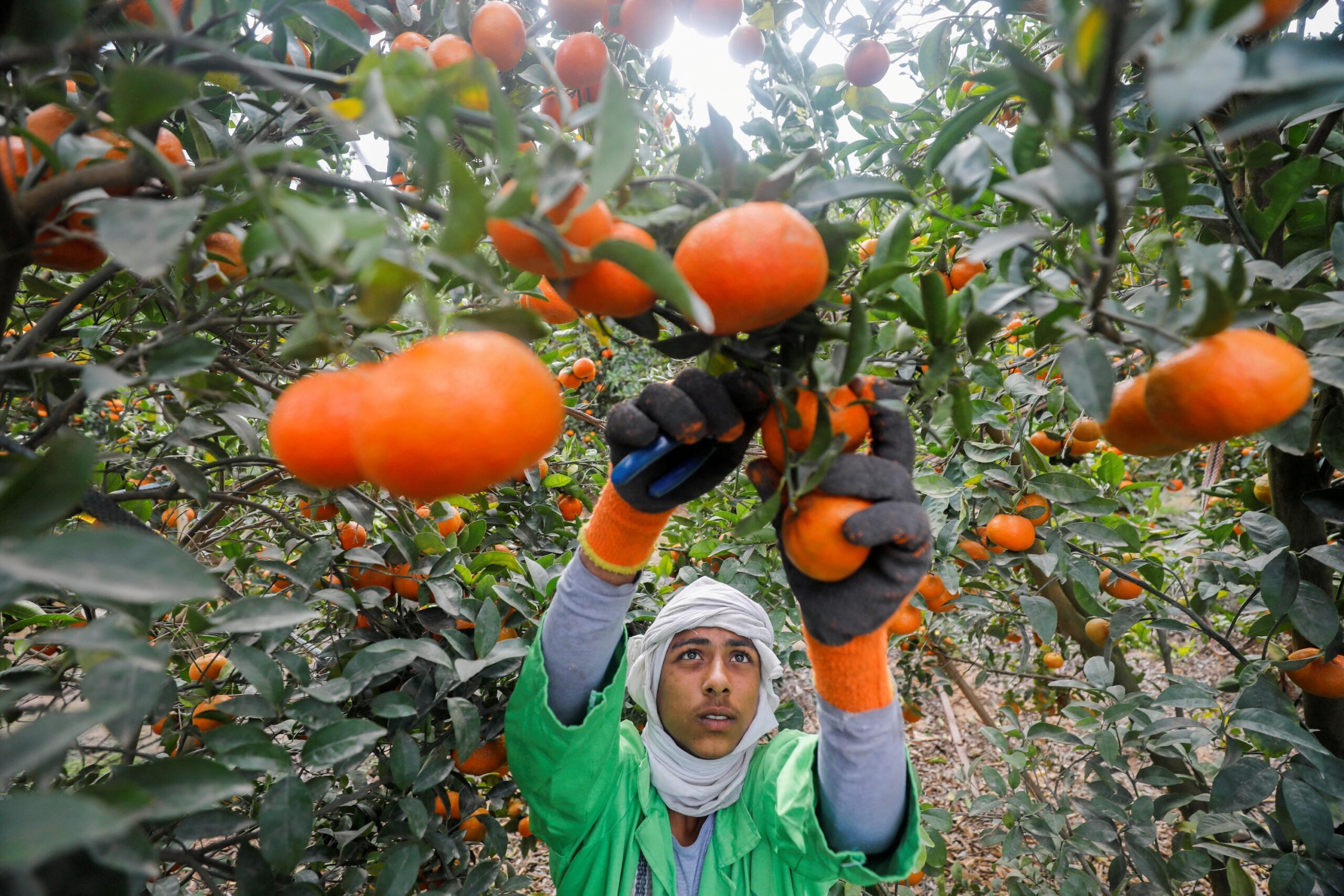 A man harvests oranges in El Nobaria, northeast of Cairo. If fewer workers are needed on farms, they will need retraining to find new jobs