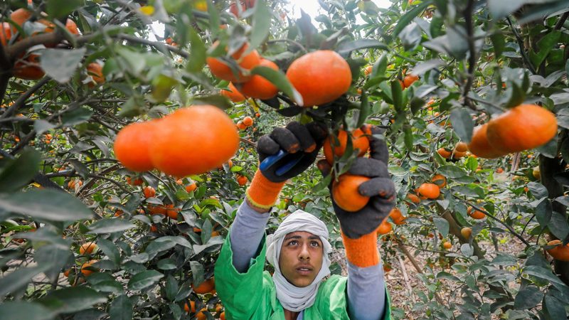 A man harvests oranges in El Nobaria, northeast of Cairo. If fewer workers are needed on farms, they will need retraining to find new jobs
