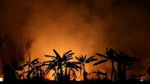 Fire, Forest Fire, Outdoors