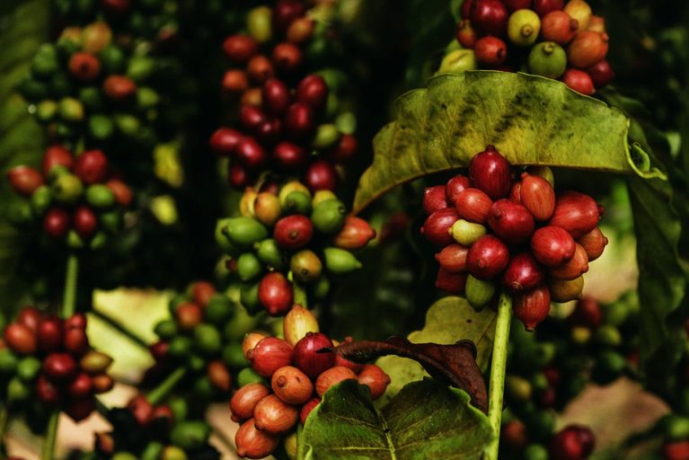 Food, Fruit, Plant Saudi Arabia named 2022 the year of coffee and has big plans for growth