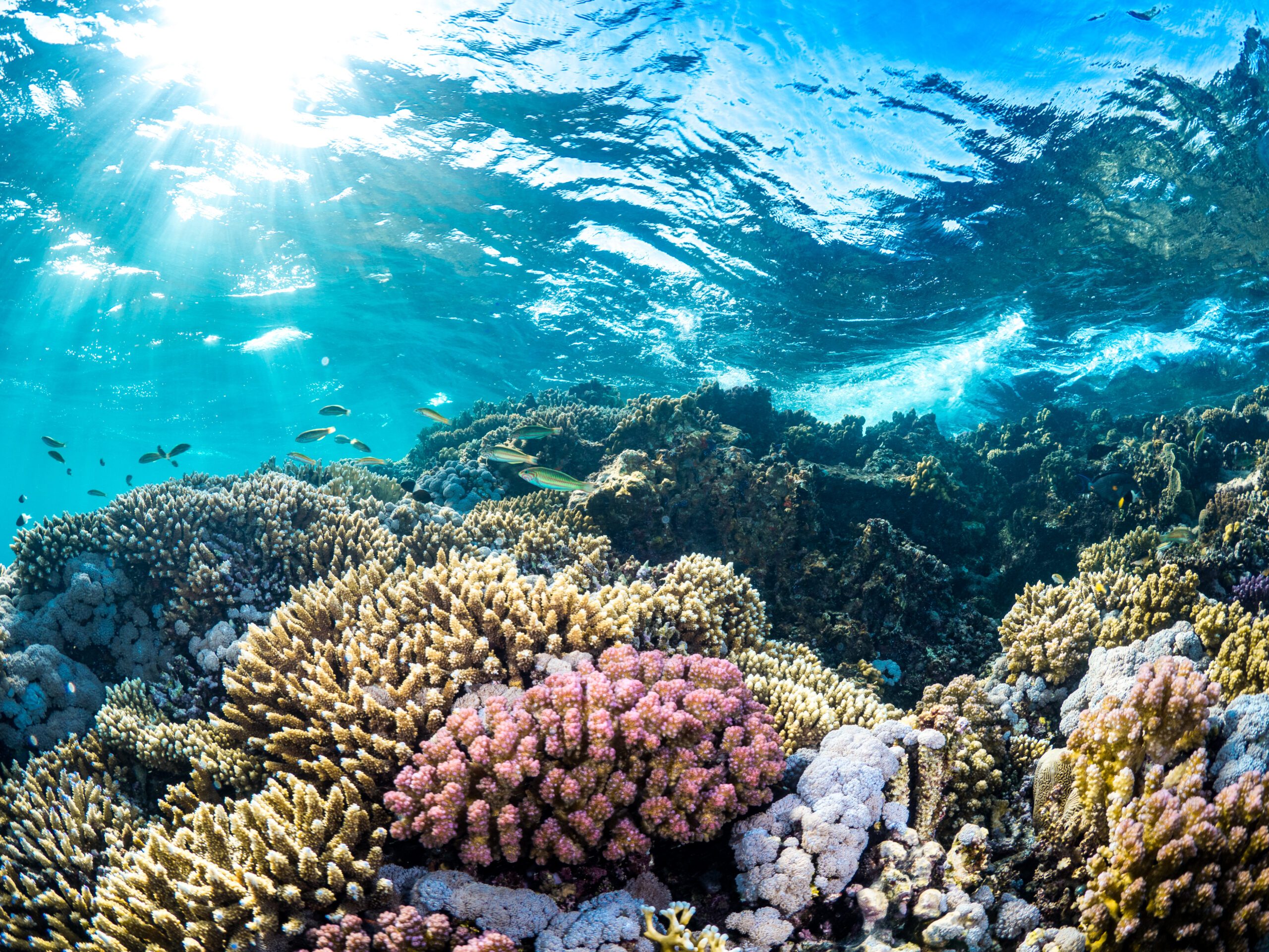 Coral reef Red Sea Global